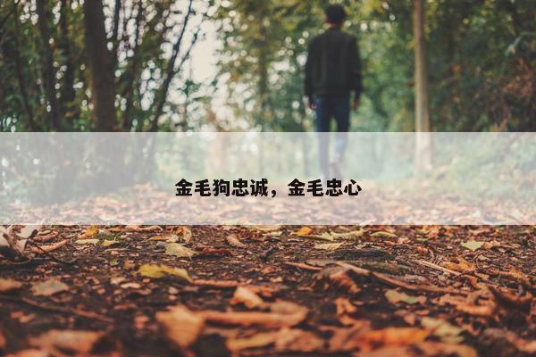 金毛狗忠诚，金毛忠心