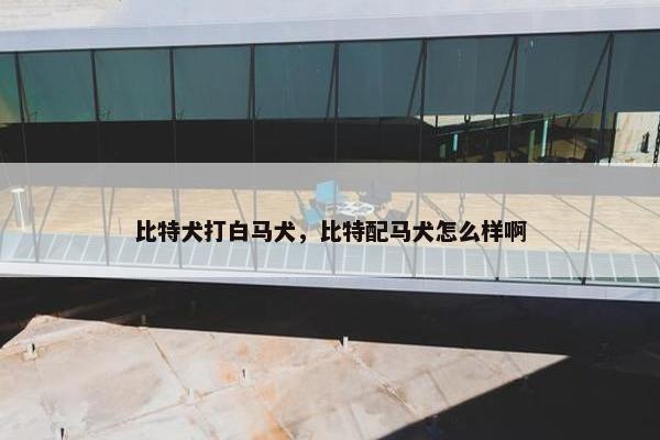 比特犬打白马犬，比特配马犬怎么样啊