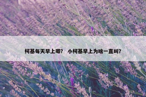 柯基每天早上唧？ 小柯基早上为啥一直叫？
