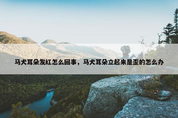 马犬耳朵发红怎么回事，马犬耳朵立起来是歪的怎么办