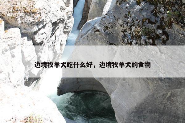 边境牧羊犬吃什么好，边境牧羊犬的食物