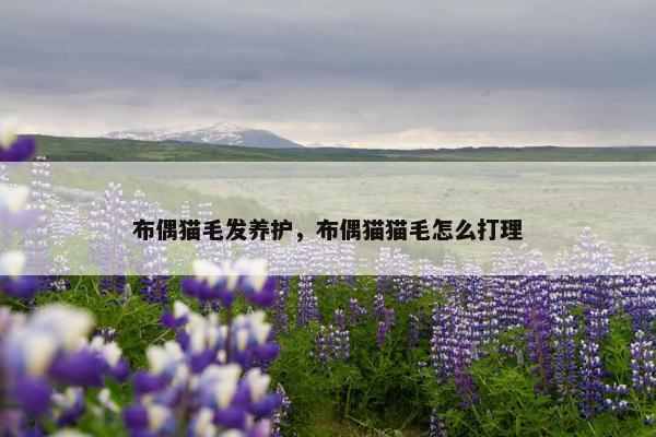 布偶猫毛发养护，布偶猫猫毛怎么打理