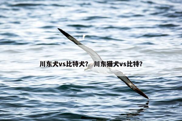 川东犬vs比特犬？ 川东猎犬vs比特？