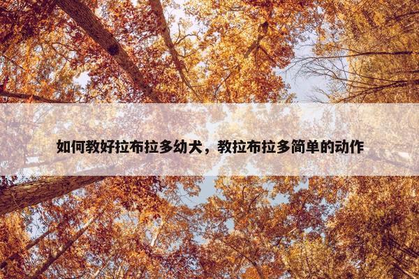如何教好拉布拉多幼犬，教拉布拉多简单的动作