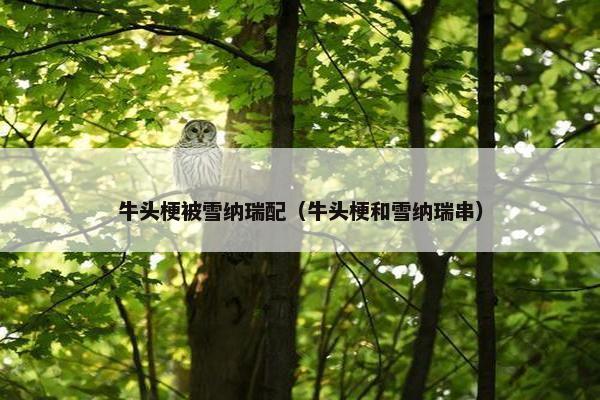 牛头梗被雪纳瑞配（牛头梗和雪纳瑞串）