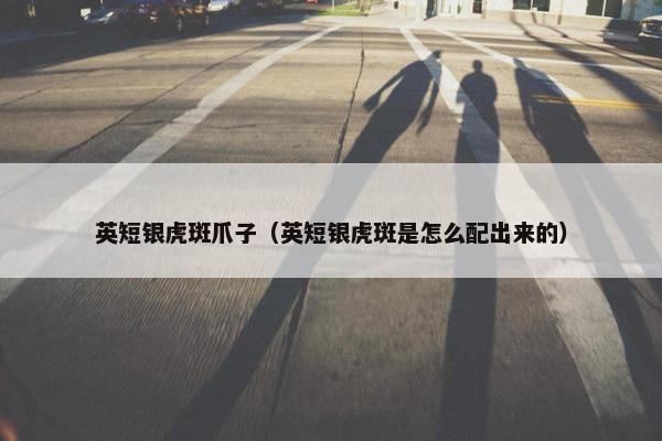 英短银虎斑爪子（英短银虎斑是怎么配出来的）