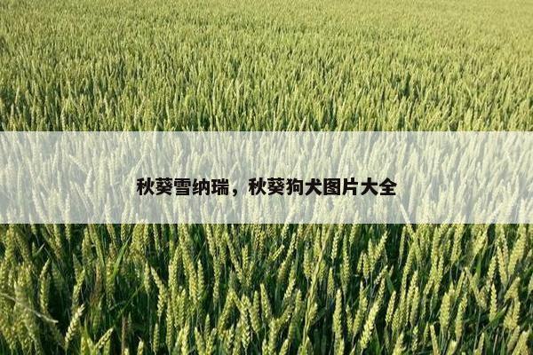 秋葵雪纳瑞，秋葵狗犬图片大全