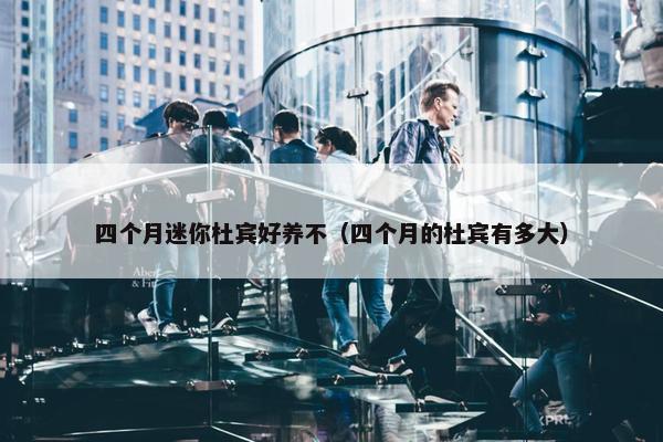 四个月迷你杜宾好养不（四个月的杜宾有多大）