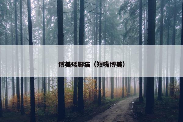 博美矮脚猫（短嘴博美）