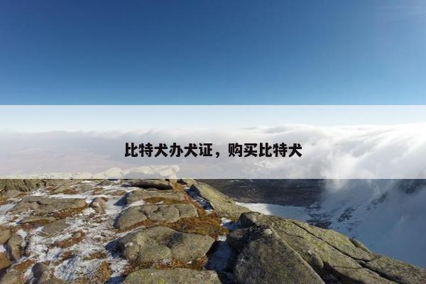 比特犬办犬证，购买比特犬