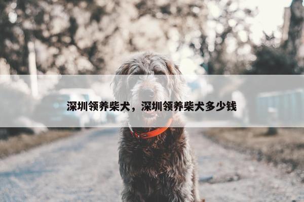 深圳领养柴犬，深圳领养柴犬多少钱