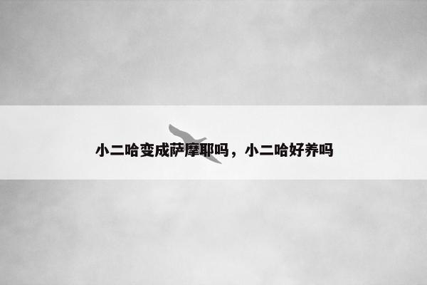 小二哈变成萨摩耶吗，小二哈好养吗