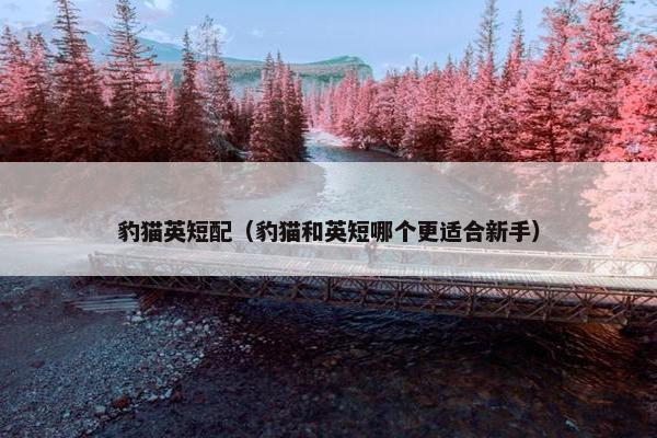 豹猫英短配（豹猫和英短哪个更适合新手）