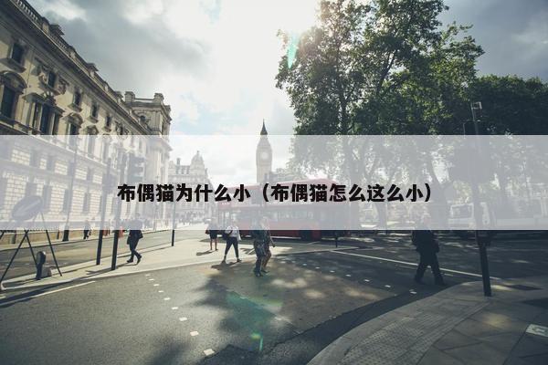 布偶猫为什么小（布偶猫怎么这么小）
