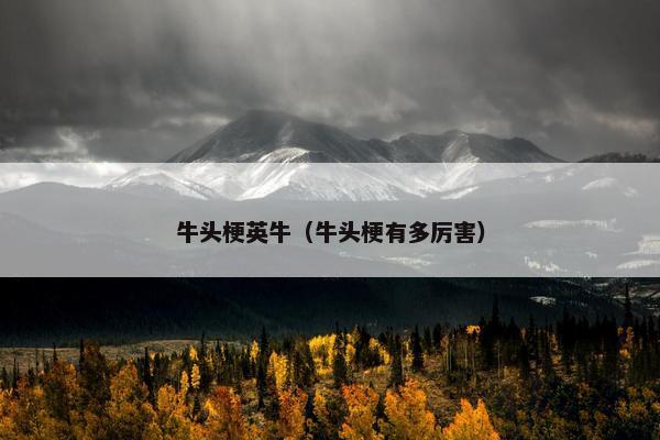 牛头梗英牛（牛头梗有多厉害）