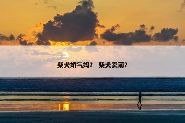 柴犬娇气妈？ 柴犬卖萌？