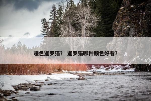 暖色暹罗猫？ 暹罗猫哪种颜色好看？