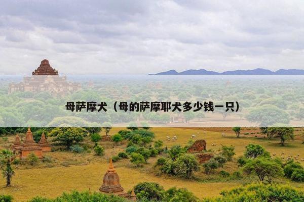 母萨摩犬（母的萨摩耶犬多少钱一只）