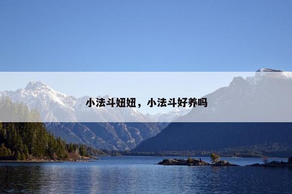 小法斗妞妞，小法斗好养吗