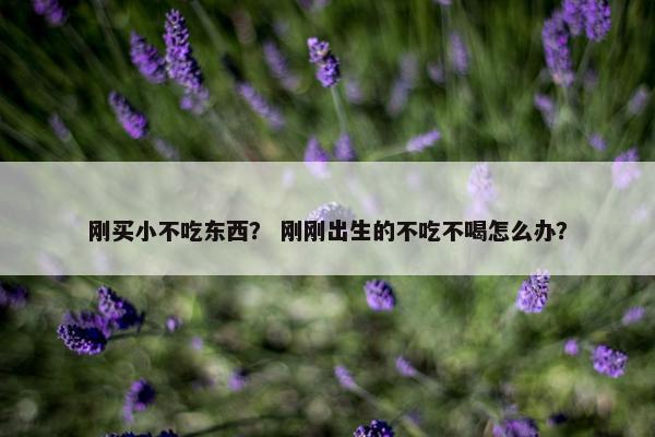 刚买小不吃东西？ 刚刚出生的不吃不喝怎么办？