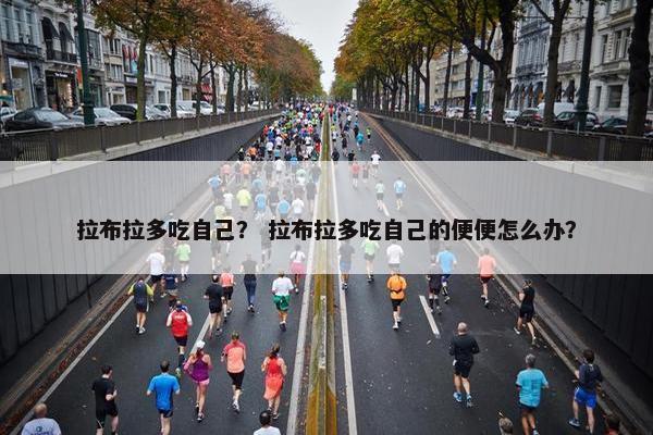 拉布拉多吃自己？ 拉布拉多吃自己的便便怎么办？