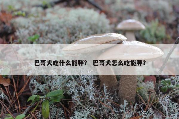 巴哥犬吃什么能胖？ 巴哥犬怎么吃能胖？