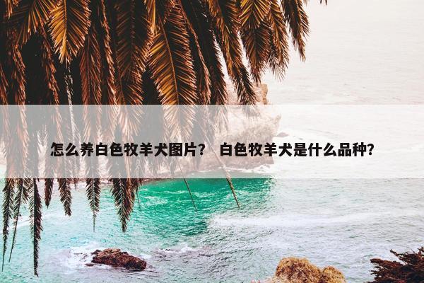 怎么养白色牧羊犬图片？ 白色牧羊犬是什么品种？