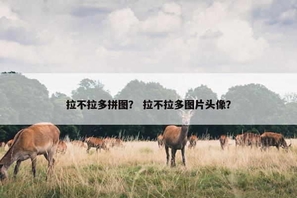 拉不拉多拼图？ 拉不拉多图片头像？