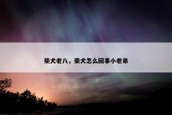 柴犬老八，柴犬怎么回事小老弟