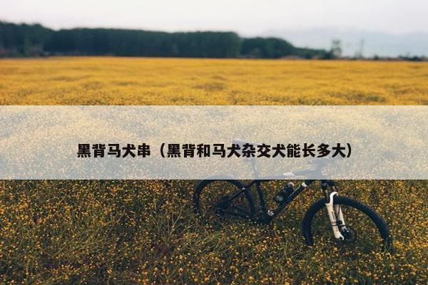 黑背马犬串（黑背和马犬杂交犬能长多大）