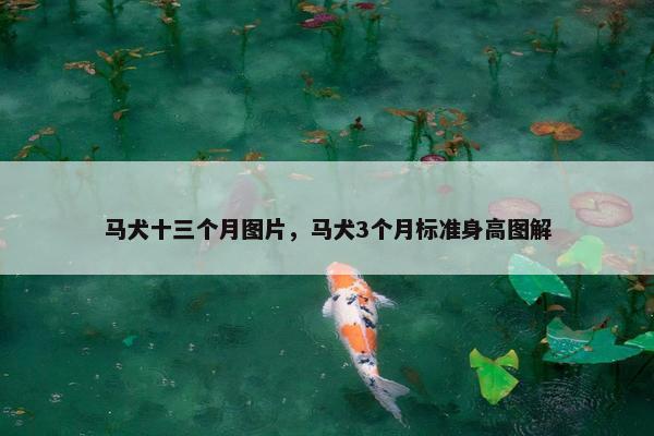 马犬十三个月图片，马犬3个月标准身高图解
