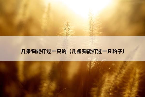 几条狗能打过一只豹（几条狗能打过一只豹子）