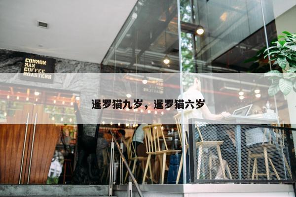 暹罗猫九岁，暹罗猫六岁