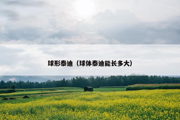 球形泰迪（球体泰迪能长多大）