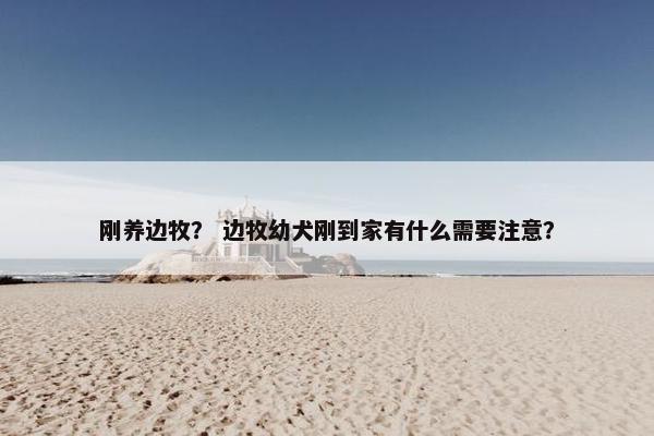 刚养边牧？ 边牧幼犬刚到家有什么需要注意？
