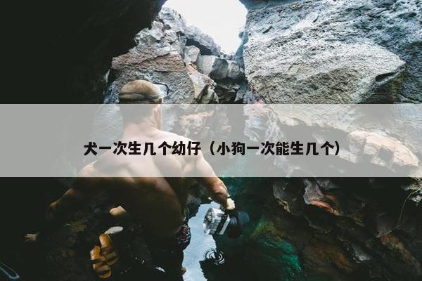 犬一次生几个幼仔（小狗一次能生几个）