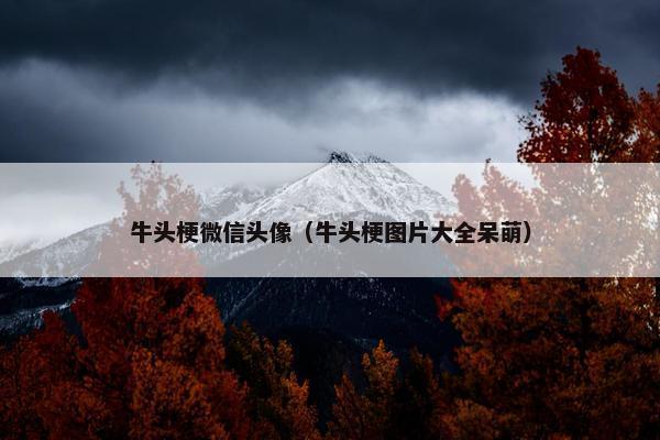 牛头梗微信头像（牛头梗图片大全呆萌）