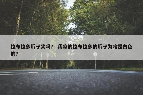 拉布拉多爪子尖吗？ 我家的拉布拉多的爪子为啥是白色的？