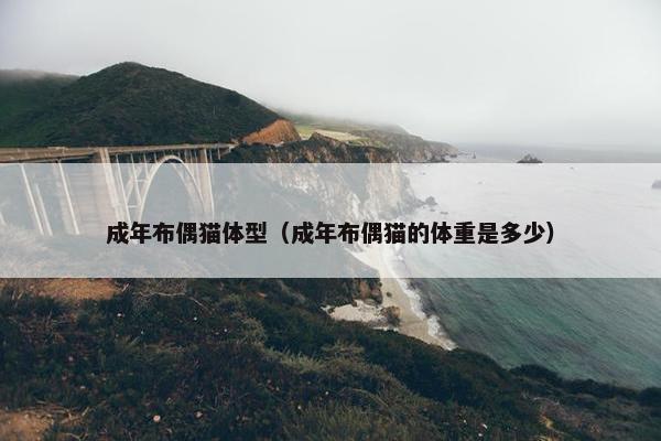 成年布偶猫体型（成年布偶猫的体重是多少）
