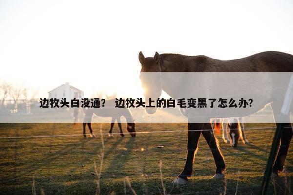 边牧头白没通？ 边牧头上的白毛变黑了怎么办？