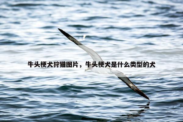牛头梗犬狩猎图片，牛头梗犬是什么类型的犬