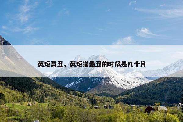 英短真丑，英短猫最丑的时候是几个月