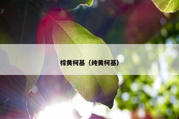 棕黄柯基（纯黄柯基）