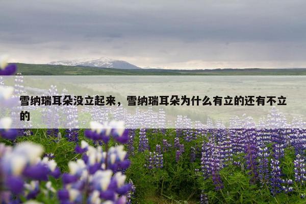 雪纳瑞耳朵没立起来，雪纳瑞耳朵为什么有立的还有不立的