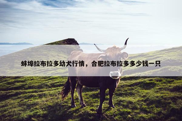 蚌埠拉布拉多幼犬行情，合肥拉布拉多多少钱一只