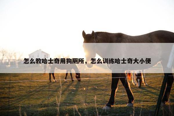 怎么教哈士奇用狗厕所，怎么训练哈士奇大小便