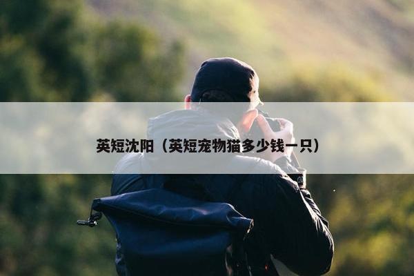 英短沈阳（英短宠物猫多少钱一只）