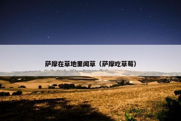 萨摩在草地里闻草（萨摩吃草莓）
