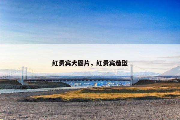 红贵宾犬图片，红贵宾造型