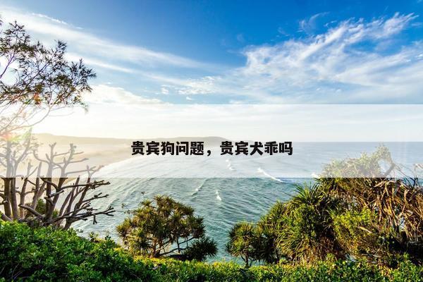 贵宾狗问题，贵宾犬乖吗